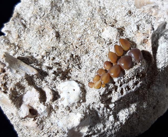 Phacodus punctatus (DIXON 1850) - Bild © FossNet FossilienStore